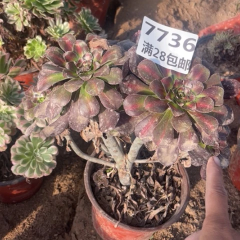 7736二号棚晚霞多肉