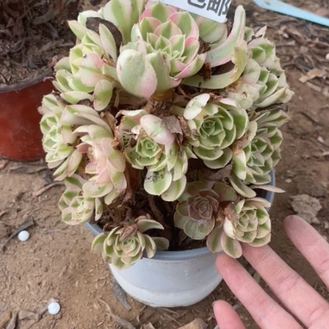 1523三号棚倾城多肉