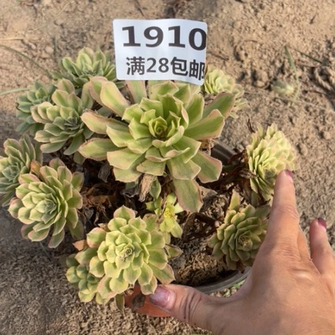 1910一号棚粉黛多肉