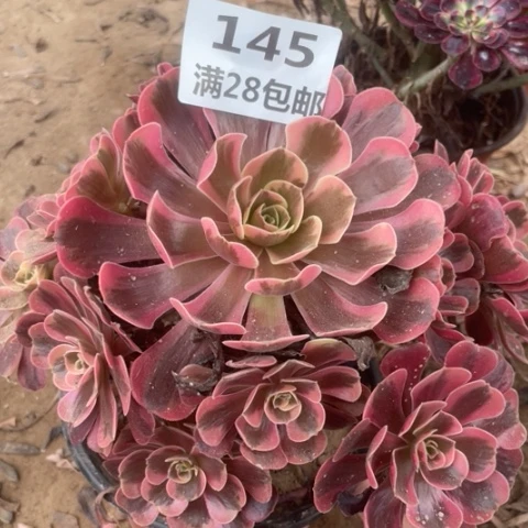 145三号棚凤冠多肉