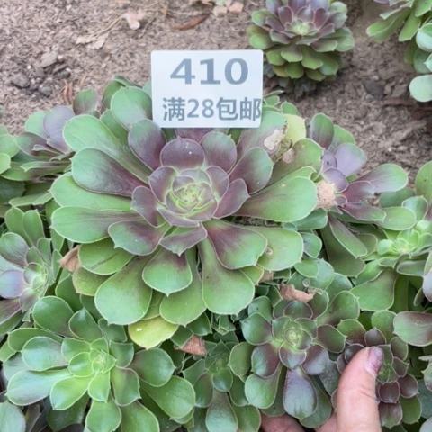 410三号棚多肉植物