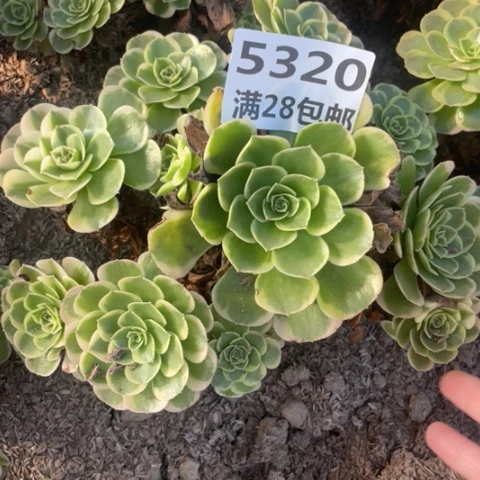 5320一号棚奶白多肉