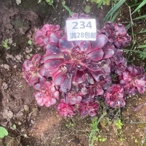 七***花234三号棚多肉植物