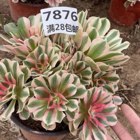 7876女巫多肉外边的