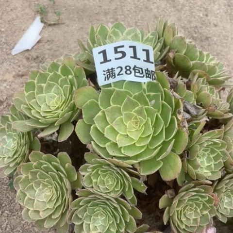 1511一号棚粉花妖