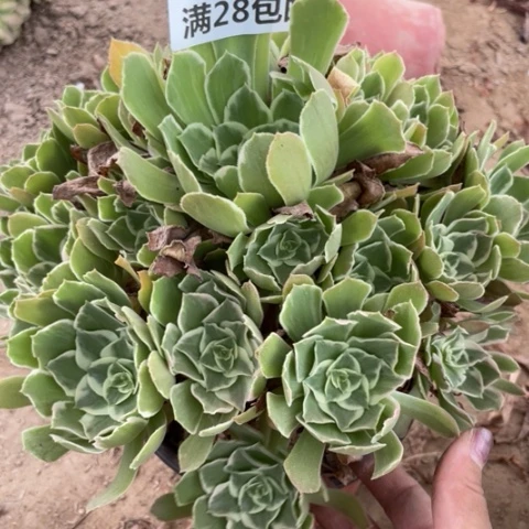 张*一429一号棚多肉植物