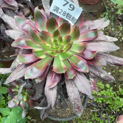 吕*爷79三号棚巫毒红拉起