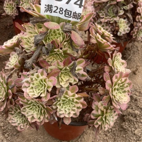 1574一号棚红铜鼓