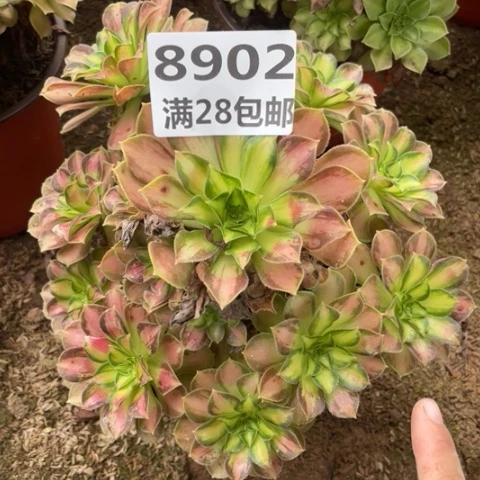 8902二号棚韶华多肉