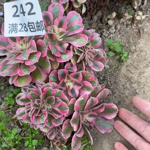 紫*?242三号棚多肉植物