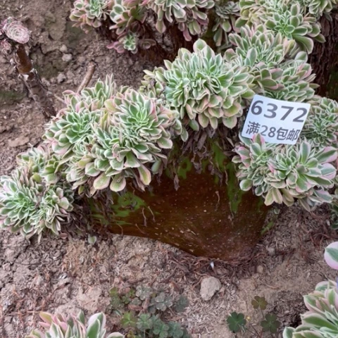 花****?6372一号棚女巫缀