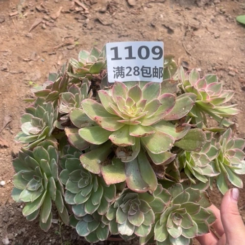 1109三号棚粉花妖