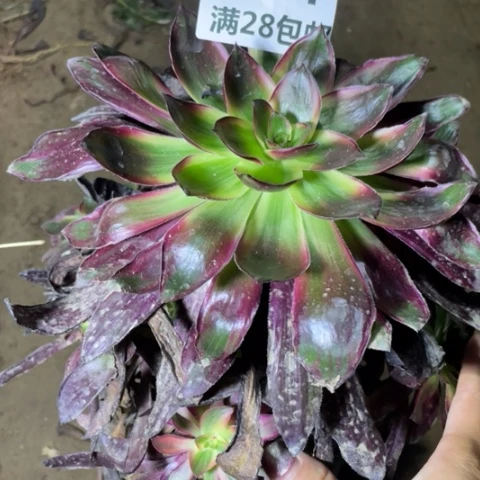 454三号棚巫毒红拉丝