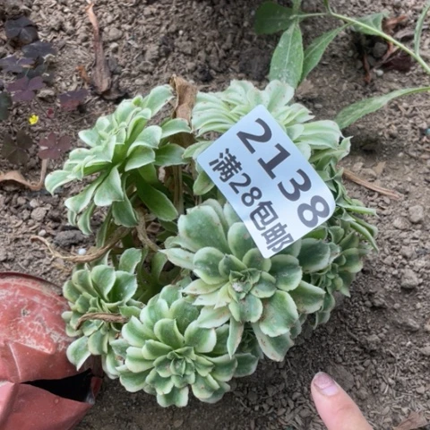 2138三号棚碧浪多肉