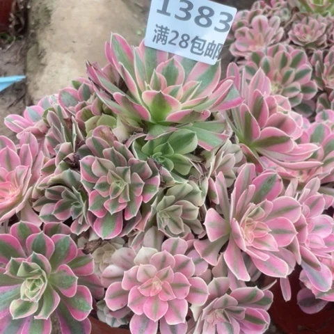2**31383三号棚女巫大的