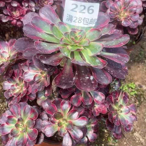 226三号棚多肉植物