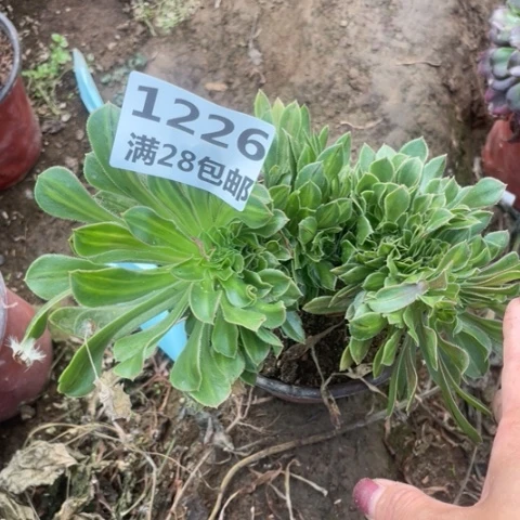 1226三号棚夜光杯缀