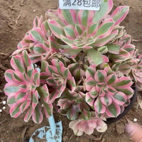1564三号棚女巫花