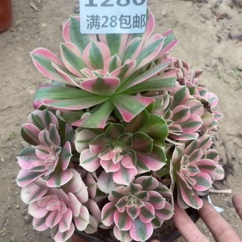 1280三号棚粉女巫