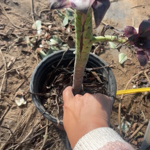 7764三号棚巫毒系