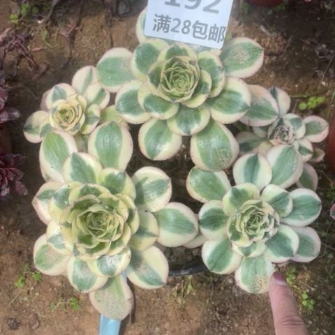 192三号棚多肉植物