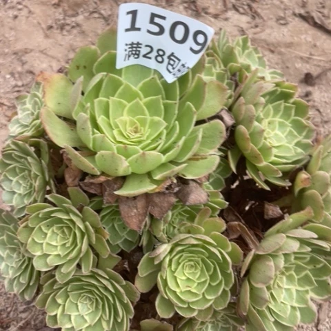 啊*1509一号棚莲花座