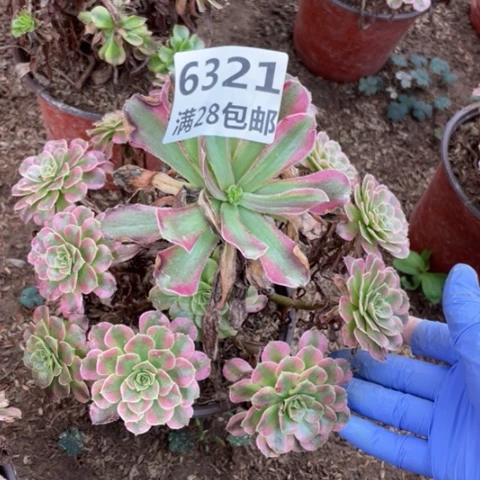 6321舞天姬一号棚