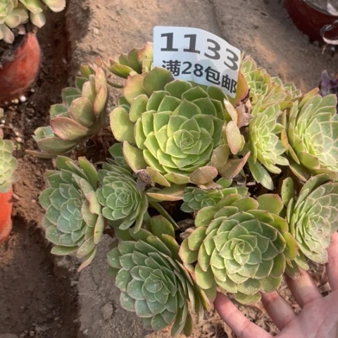 1133莲花座三号棚