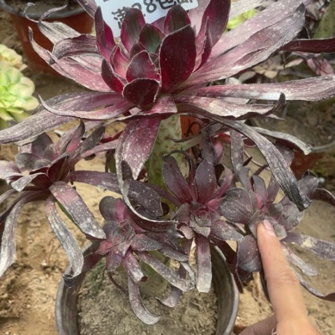 1366三号棚巫毒福利