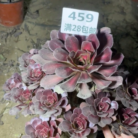 459三号棚晚霞手捧