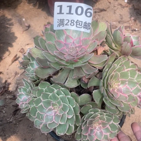 1106三号棚粉花妖
