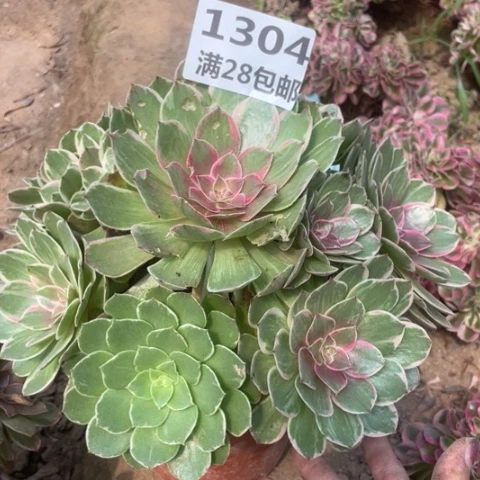 1304三号棚粉花妖
