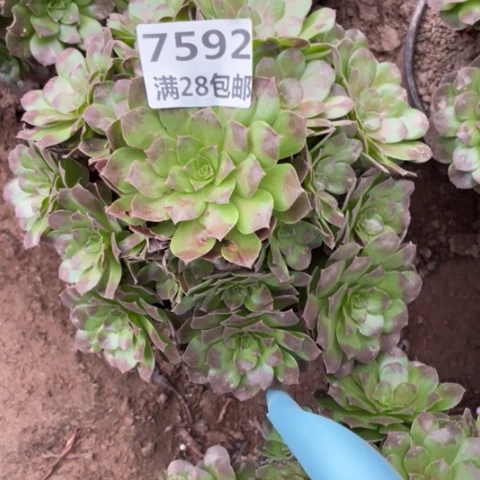 7592二号棚黑膜多肉