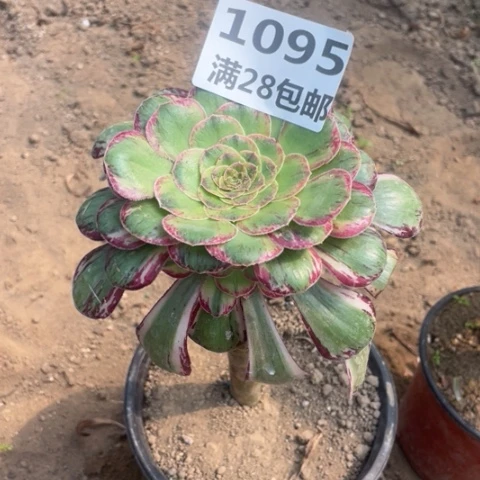 1095三号棚v锦锦
