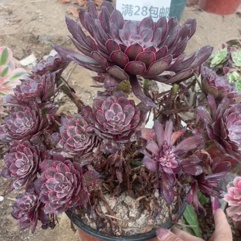 聚**业1394三号棚紫霞仙子