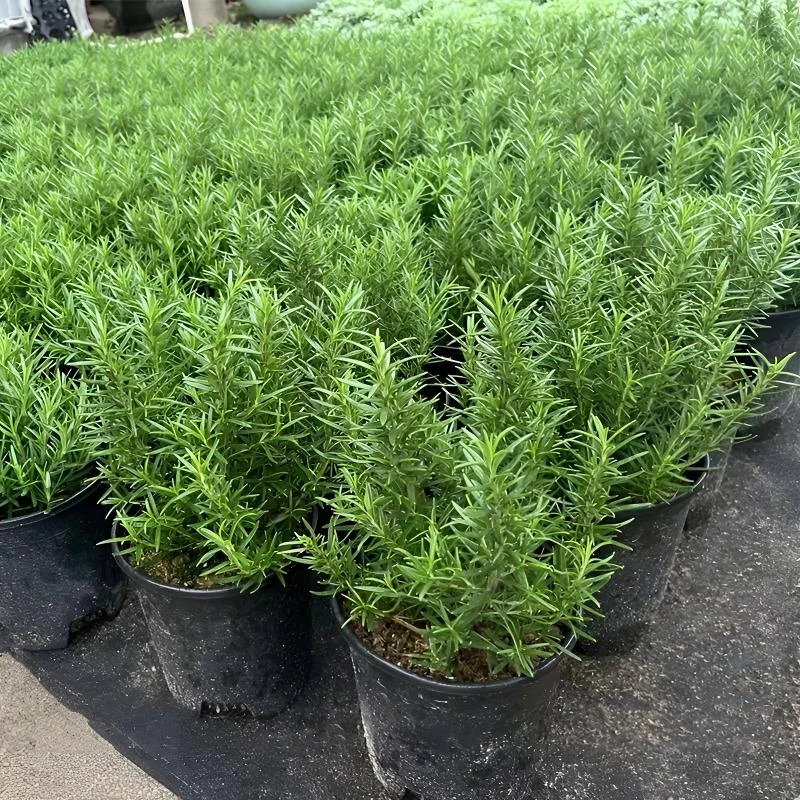 迷迭香盆栽成品苗薄荷九层塔紫苏阳台庭院可食用香草绿植花卉耐养
