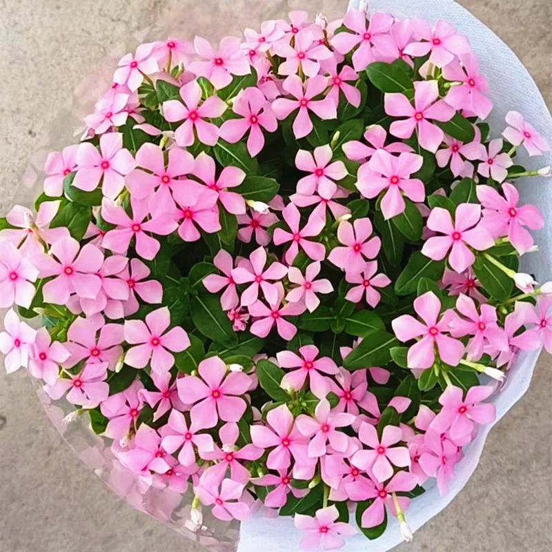 日日春五瓣梅盆栽带花苞成品苗室内阳台客厅四季开花耐热易活植物