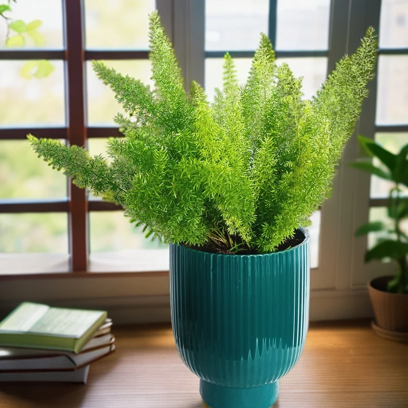 狐尾天门草盆栽植物庭院花园柜台绿植四季常绿除甲醛观叶花镜花苗