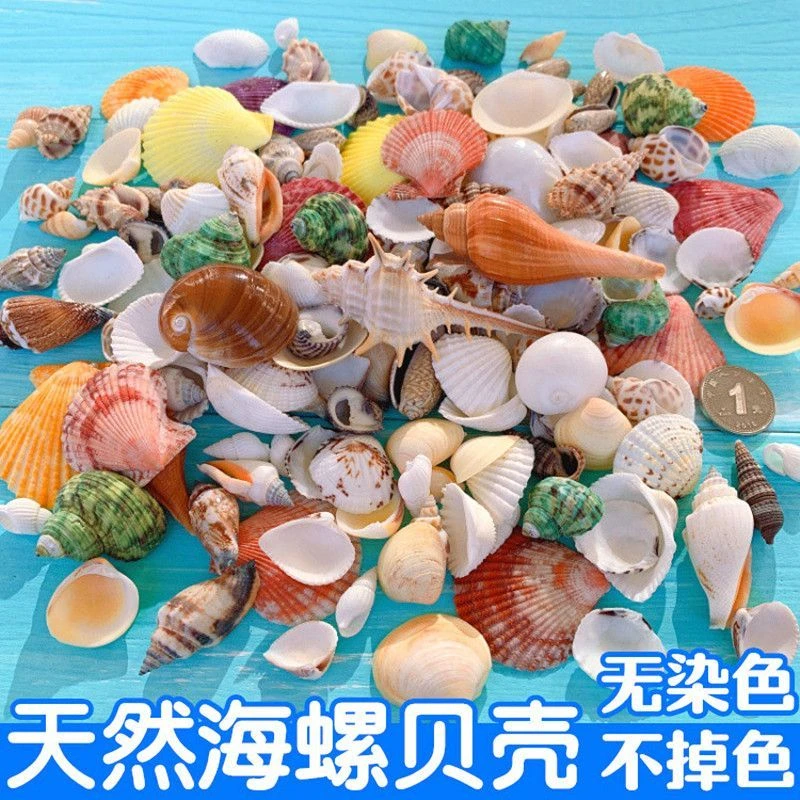 天然贝壳海螺鱼缸造景装饰小摆件水族箱布景套装龟缸底砂装饰品
