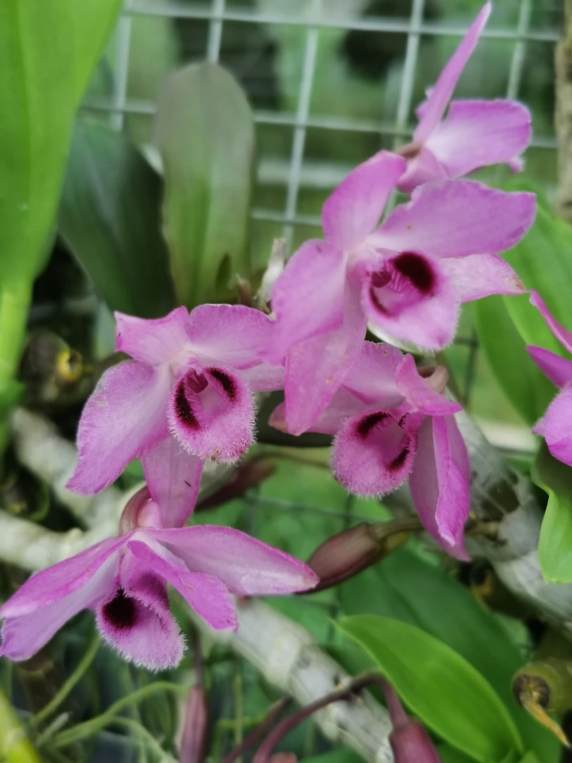 麝香石斛，板植三年成活苗