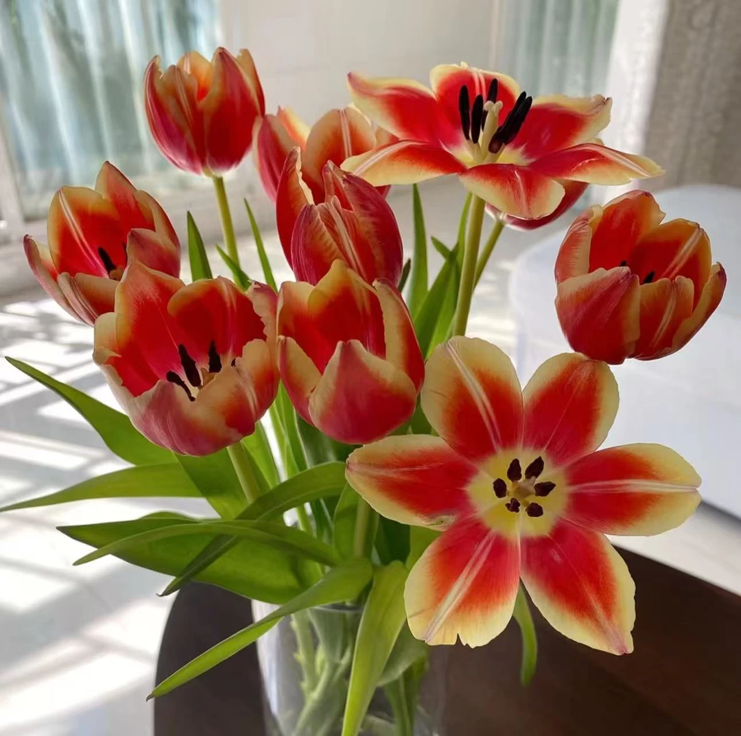 【郁金香】爱丽丝郁金香+U型简约风客厅插花鲜花玻璃花瓶