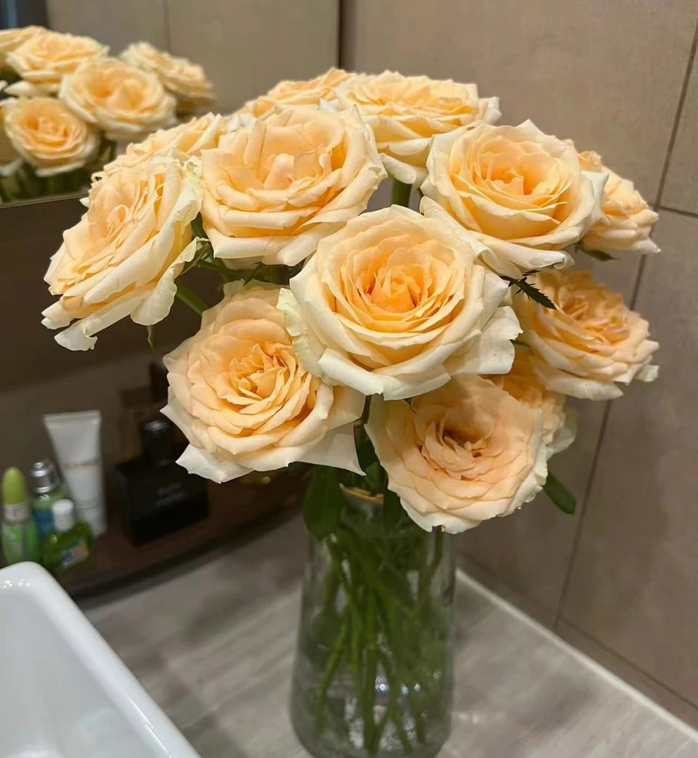 【七夕鲜花】 奶油黄——香槟玫瑰  1单包邮