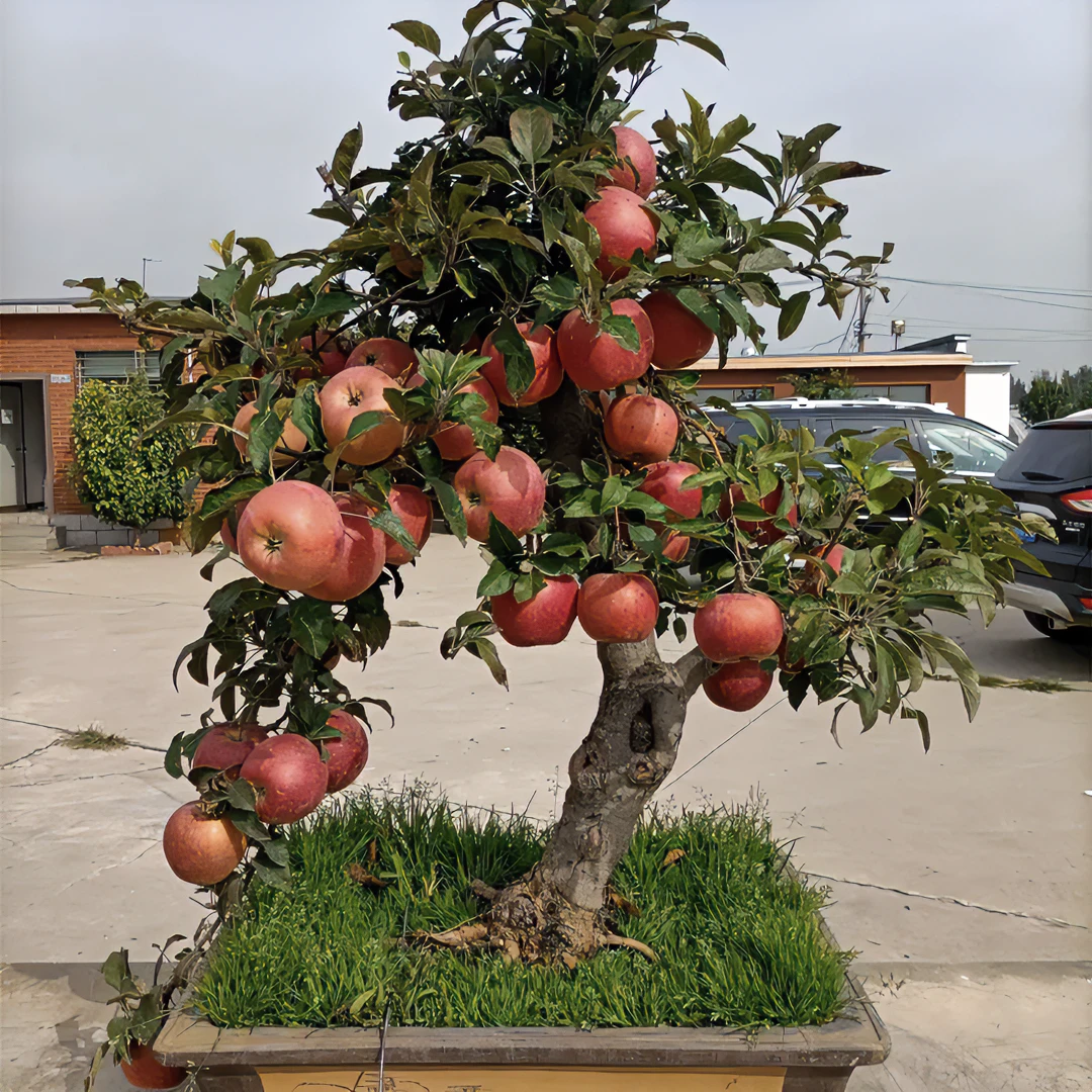 矮化苹果盆栽地栽当年结果红富士苹果盆景室内外