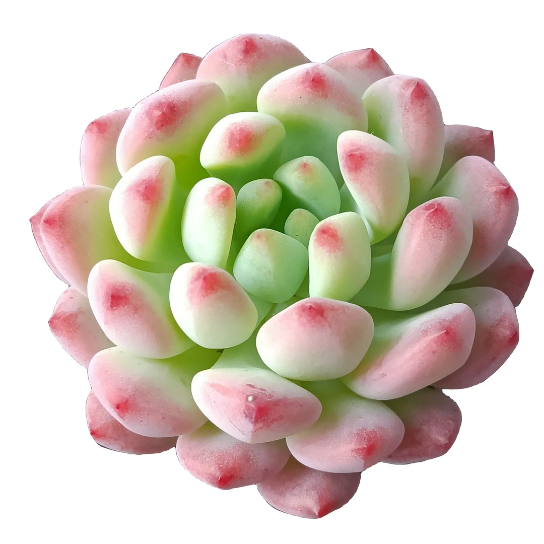 多肉(青苹果)桌面小绿植/多肉植物满9.9元包邮(以直播间展示为准)