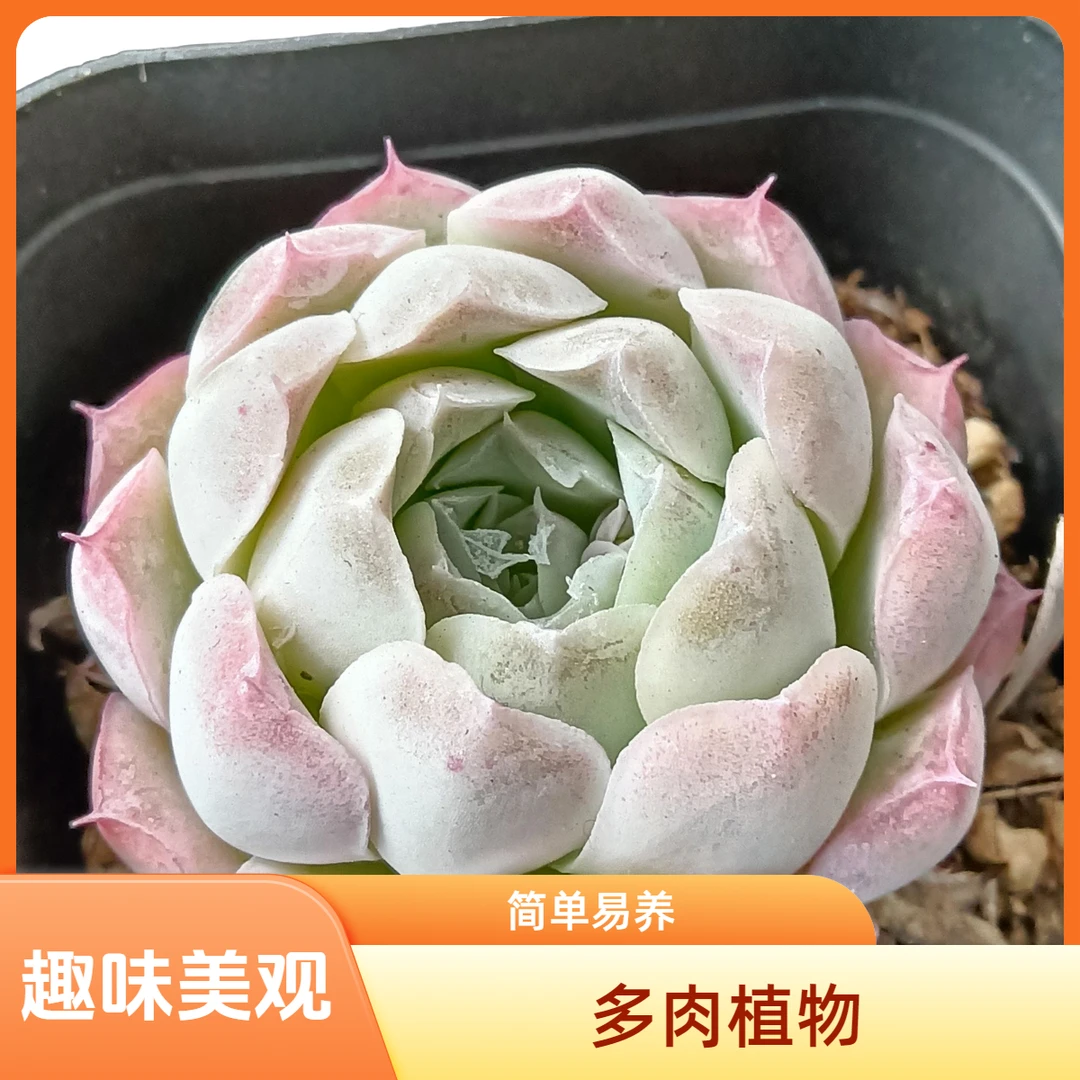 多肉〔沁心〕桌面小绿植/多肉植物 满9.9元包邮 （以直播间展示为准）