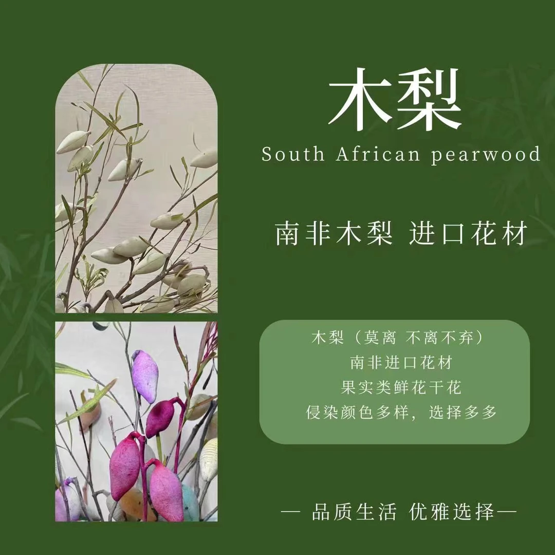 【木梨永生花】澳洲南非进口花材木梨南非木梨真花干花