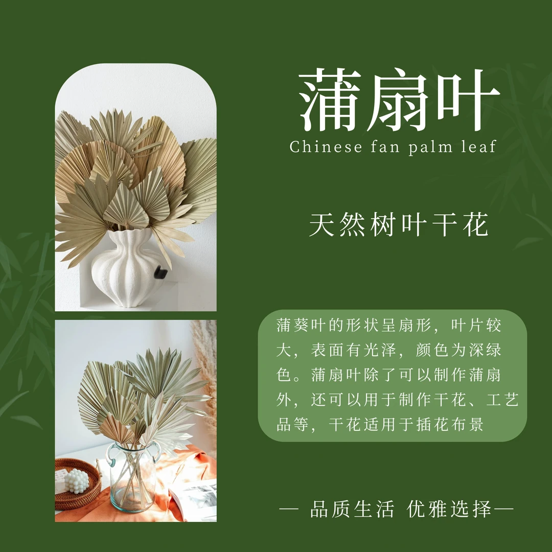 蒲扇叶 天然干花棕榈叶铁树场景布置花艺墙干蒲葵扇子森系布置
