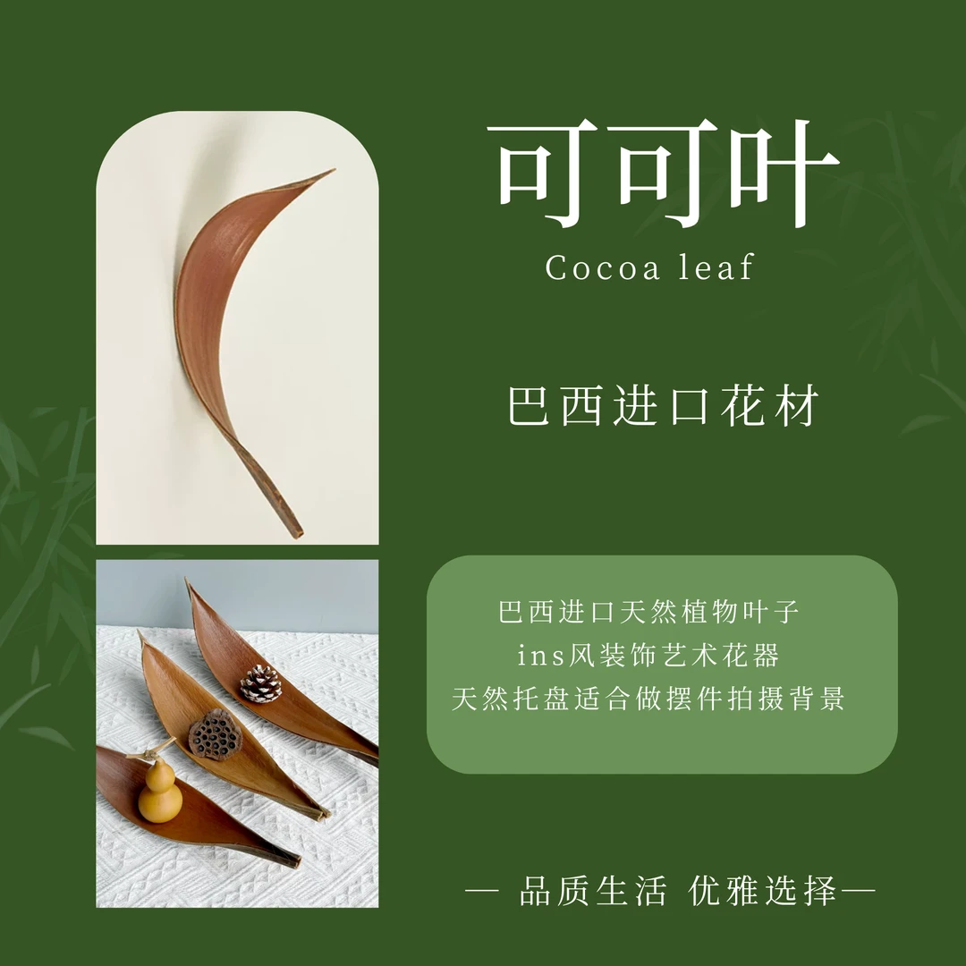 【可可叶】巴西进口天然植物叶子ins风装饰艺术花器天然