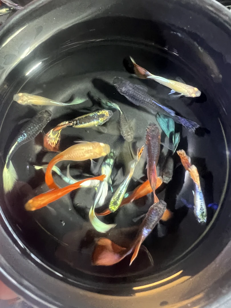 孔雀鱼全家福7-8品种14+4备损18条关注送鸿运当头一对共20条
