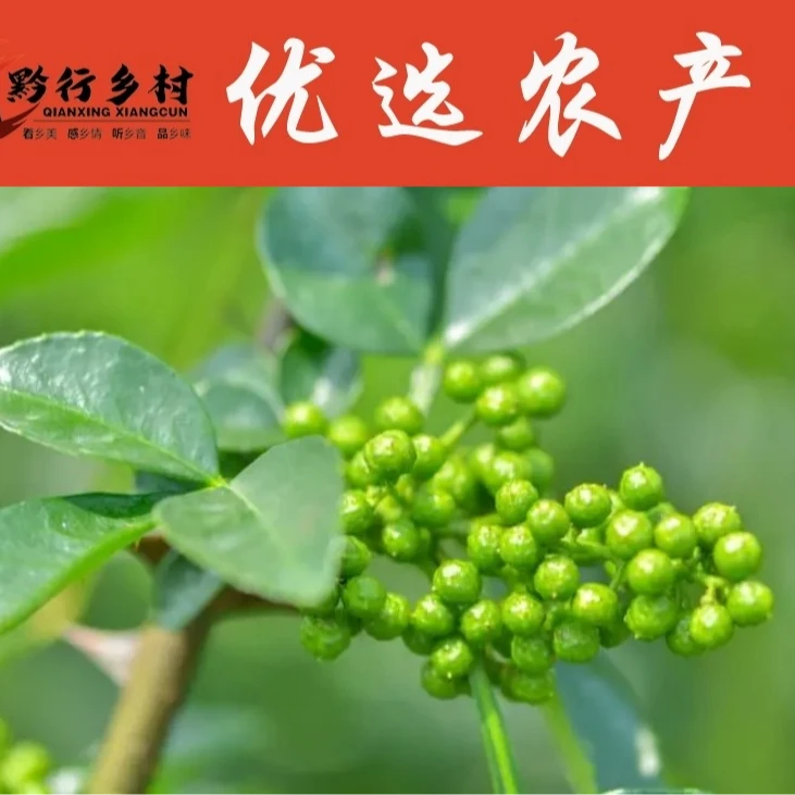 贵州大山新鲜木姜子山胡椒现摘现发